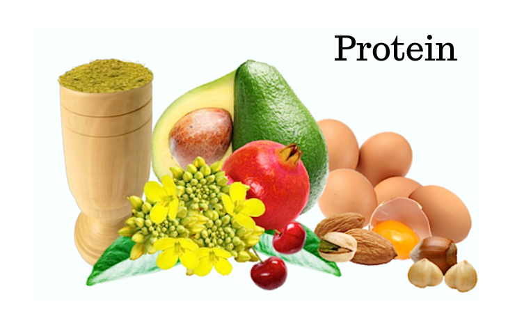 Protein Nutrients to Nourish Your Hair
